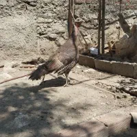 هیندیشگا