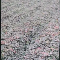 نهال توت فرنگی