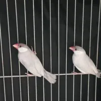 فنچ جغدی، نفچ نرگسی