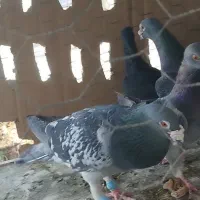 11جفت کبوتر|پرنده|سراوان, |دیوار