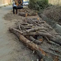 خریدتنه الوار قطعه حرفه ای درخت چوب داخل دربندبیشه|خدمات باغبانی و درختکاری|اراک, |دیوار