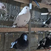 کبوتر فروشی|پرنده|زنده رود, |دیوار