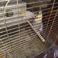 عروس هلندی|پرنده|تبریز, |دیوار