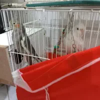 یک جفت عروس هلندی