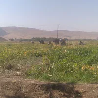 سرکارگر امور کشاورزی انبار سرد خانه آقای سنجابی|خدمات باغبانی و درختکاری|کرمانشاه, |دیوار