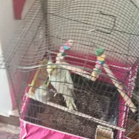 عروس هلندی|پرنده|ابریشم, |دیوار