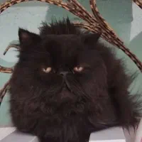 حیوان خانگی|گربه|مراغه, |دیوار