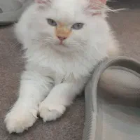 گربه|گربه|کتالم و سادات شهر, |دیوار