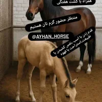 پانسیون اسب