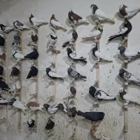 حراج کبوتر یا کفتربهبهانی شهری پلاکی رنگ روشنوتیره