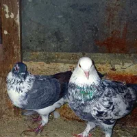 کبوتر سالم 150|پرنده|آستانه اشرفیه, |دیوار