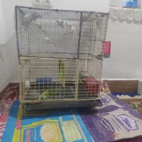 قفس پرنده