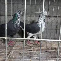 جفت نرماده کشکشی سیاه|پرنده|وحدتیه, |دیوار