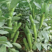 بذر باقلای هفت‌بند سورت‌شده، ضدعفونی‌شده آماده کشت|عمده‌فروشی|نکا, |دیوار