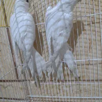 عروس هلندی البینو|پرنده|شادگان, |دیوار