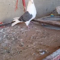 تهرانی دوکت