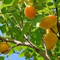 زمین-باغ-باغچه-تکبرگ-سهیلیه-زعفرانیه-زکی-آباد