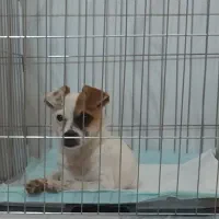 واگذاری رایگان سگ جک راسل