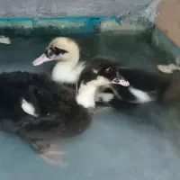 یک جفت اردک نر وماده 2ماه