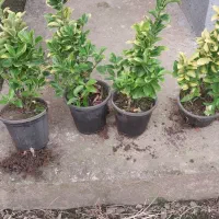 حدود ۲۰۰عدد شمشاد ۳ساله موجوده قیمت ۱۴