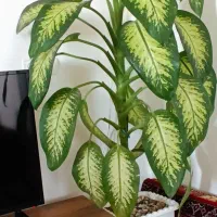 گل دیفن باخیا