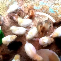 جوجه|حیوانات مزرعه|شیراز, وزیرآباد|دیوار