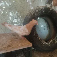 کبوتر سینه ای و طوقی|پرنده|اهواز, فرهنگ شهر|دیوار