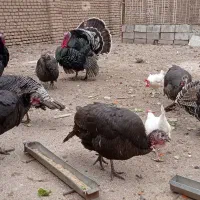 دو عدد بوقلمون نر چاق