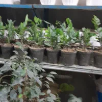 گل وگلدان|گل و گیاه طبیعی|مشهد, رده|دیوار