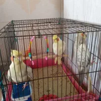 سلام ‌خدمت‌عشق‌بازان‌سه‌عدد‌عروس‌هلندی‌‌بازیگوش‌