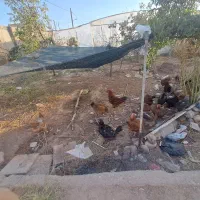 مرغ تخمی محلی