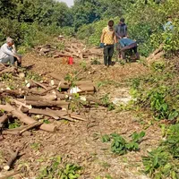 چوب درخت ابریشم اکالیپتوس کنار مرکبات|خدمات باغبانی و درختکاری|دزفول, |دیوار