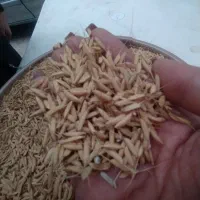 تخم جو هاشمی درجه یک‌‌..