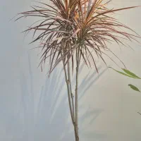 گل دراسنا