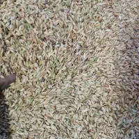 شلتوک خوشک|خوردنی و آشامیدنی|شوش, |دیوار