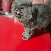 پرشین بلو (نـر)