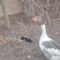 غاز محلی|حیوانات مزرعه|اردبیل, |دیوار