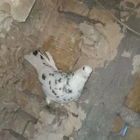 کفتر پرشی به شرط