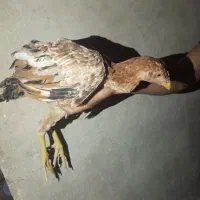 مرغ لاری