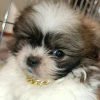 سگ پودل مالتیز مینیاتوری|سگ|قرچک, میرزائی جنوبی|دیوار