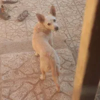 اشپیتز روباهی|سگ|یزد, |دیوار