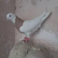 تعدادی کفتر رنگه