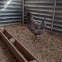 جوجه گلین|حیوانات مزرعه|مرودشت, دولت آباد|دیوار