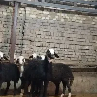 بره ماده پلنگی گوسفند میش  بز