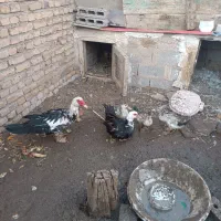 اردک روسی