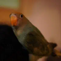 دو پرنده گمشده معلول