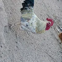 مرغ خروس تخم گذار اردک اسراییلی|حیوانات مزرعه|اردکان, |دیوار