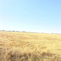 کلش گندم کاه درج یک