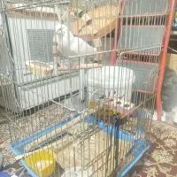قفس عروس هلندی