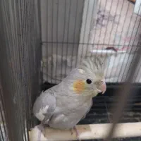 عروس هلندی|پرنده|زنجان, |دیوار